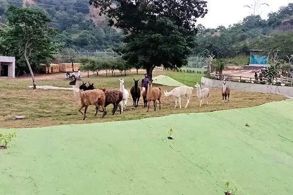 jungle-safari